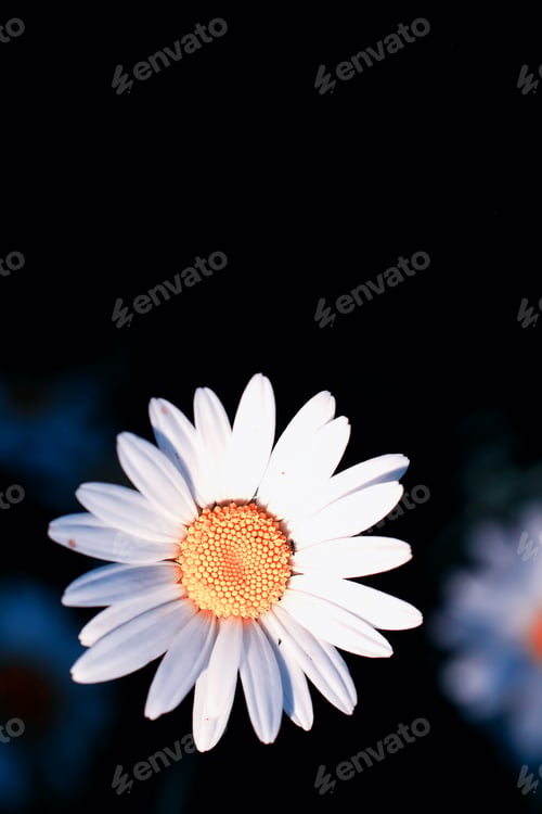 Preview: Wild Flower. Little Flowers On A Green Meadow Spring.