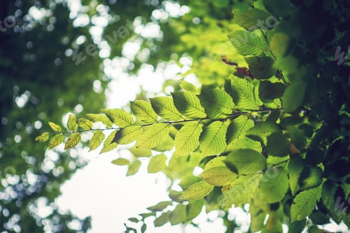 Preview: Fresh And Green Leaves