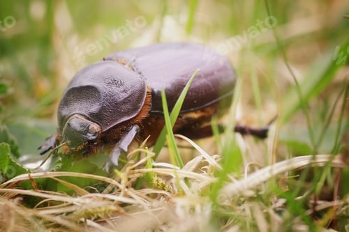 Preview: Rhinoceros Beetle Macro