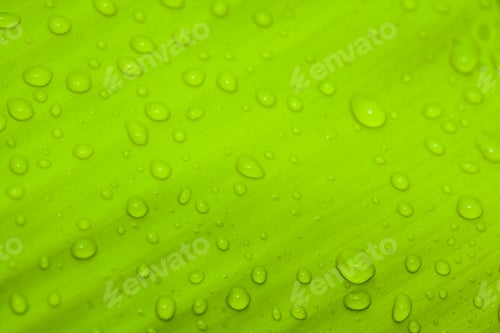 Preview: Beautiful Green Leaf With Drops Of Water