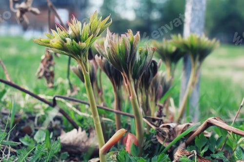 Preview: Spring Grass And Flower In A Field