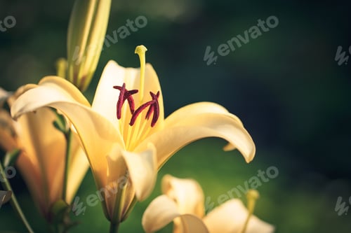 Preview: Yellow Lilies In The Keukenhof Park