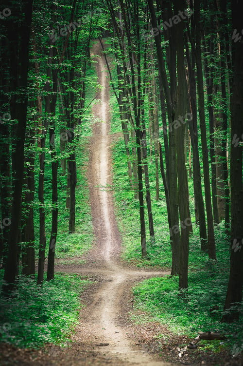 Preview: Beautiful Green Forest