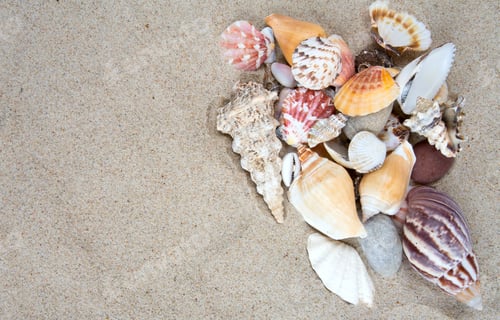 Preview: Sea Shells On Sand And Empty Space For Your Text