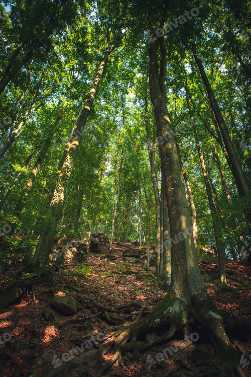 Preview: Forest Trees Nature Green Wood Sunlight Backgrounds