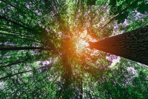 Preview: Forest Trees Nature Green Wood Sunlight Backgrounds