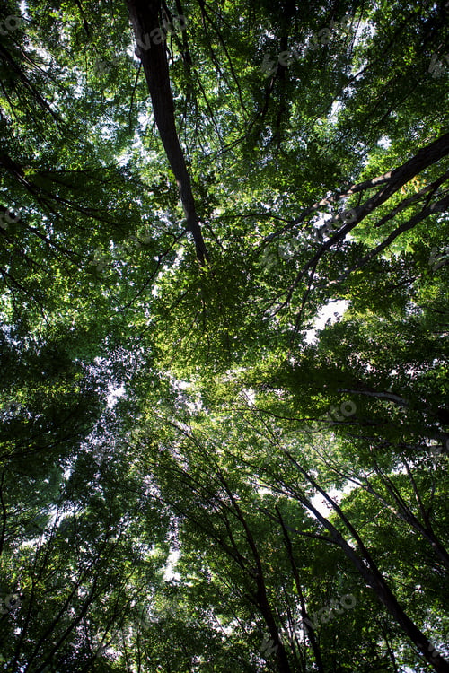 Preview: Forest Trees Nature Green Wood Sunlight Backgrounds
