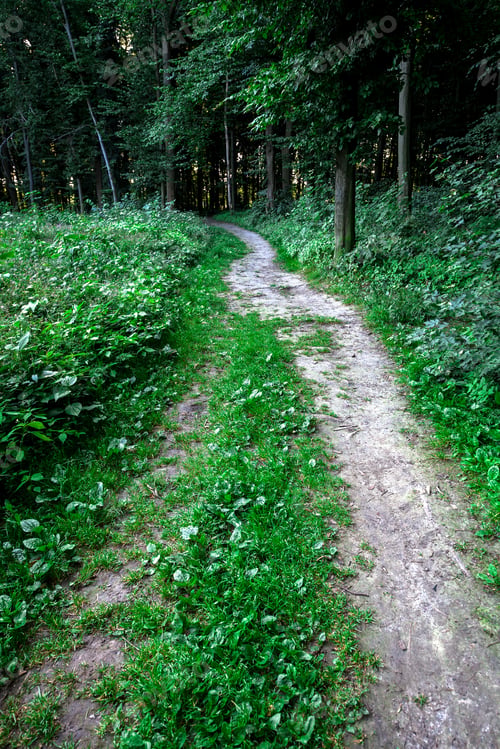Preview: Beautiful Green Forest