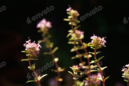 Preview: Thyme Growing