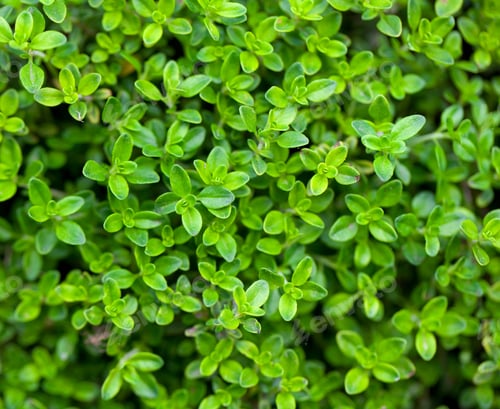Thyme Plant Close-Up, Fresh Green Herbs