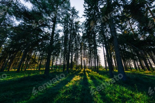 Preview: Beautiful Green Forest