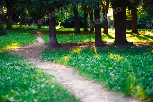 Preview: Beautiful Green Forest