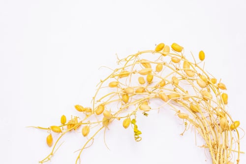 Preview: Dry Chickpeas Branches With Pods Isolated On White. A Traditional Ingredient In Healthy Food