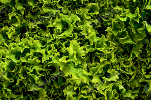 Preview: Fresh Salad Leaves