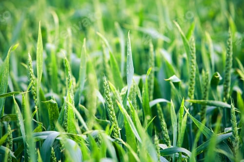 Preview: Beatiful Morning Green Field With Blue Heaven