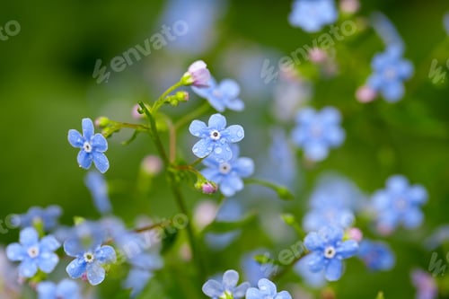 Preview: Forget-Me-Not Flowers After The Rain