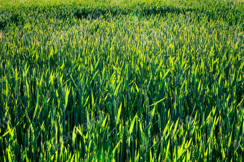 Preview: Grass