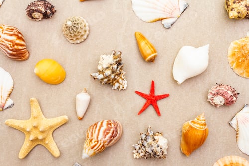 Preview: Seashells Summer Background. Lots Of Different Seashells Piled Together, Top View, Close Up