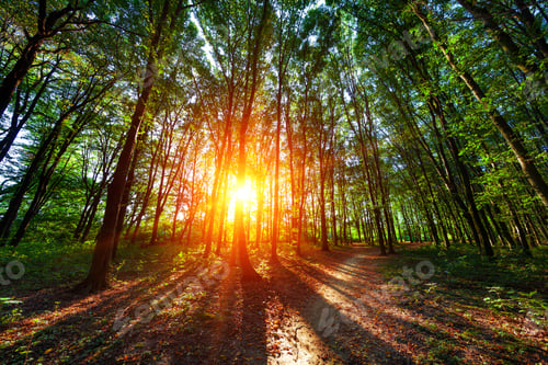 Preview: Beautiful Green Forest