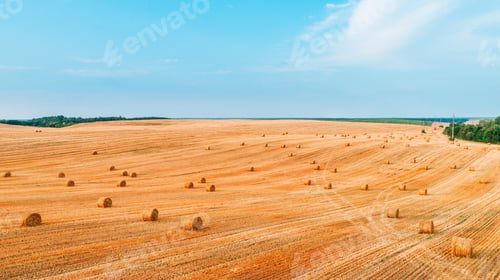 Preview: Wheat Field After Harvest With Straw Bales At Sunset