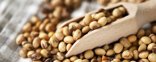 Preview: Soybeans In A Wooden Spatula. Selective Focus. Macro.