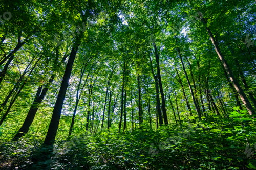 Preview: Beautiful Green Forest