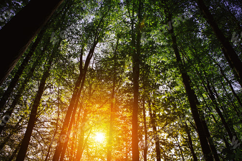 Preview: Beautiful Green Forest