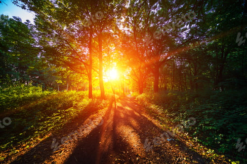 Preview: Beautiful Green Forest