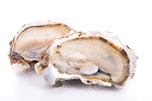 Preview: Isolated Oyster
