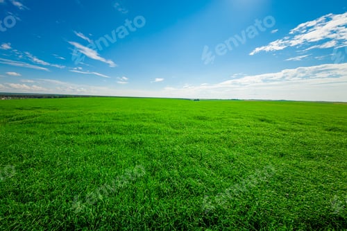 Preview: Green Field And Beautiful Sunset