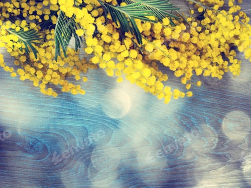 Preview: Mimosa Yellow Flowers Bush Floral Spring Background 8 March Greeting Card