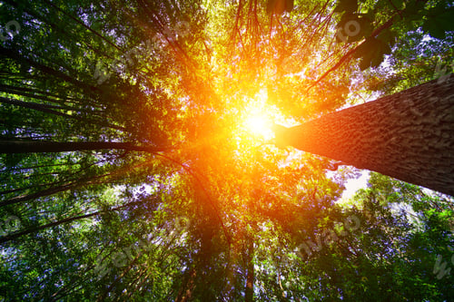 Preview: Forest Trees Nature Green Wood Sunlight Backgrounds