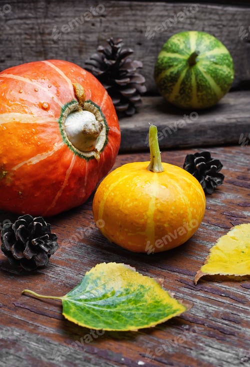 Preview: Autumn Harvest Pumpkins