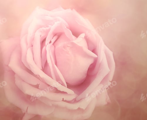 Preview: Rose Flower Background Love Wedding Card With Blurs Lights
