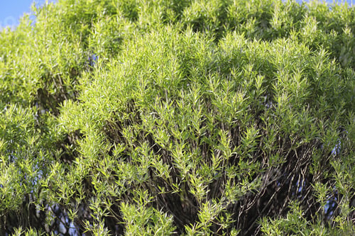 Preview: Landscape Is Summer. Green Trees And Grass In A Countryside Landscape. Nature Summer Day. Leaves On