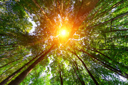 Preview: Forest Trees Nature Green Wood Sunlight Backgrounds