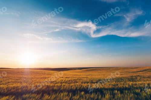 Preview: Green Field And Beautiful Sunset