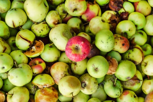 Vorschau: Bio-Äpfel