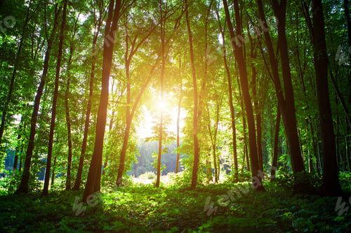 Preview: Beautiful Green Forest