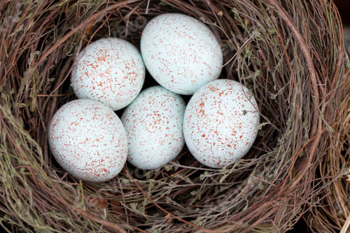 Preview: Eggs In Nest