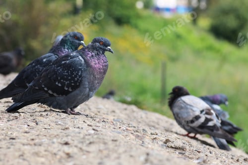 Preview: Pigeons In The Square