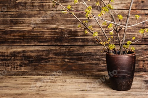 Preview: Blooming Twigs Of Dogwood In A Ceramic Vase On A Vintage Wooden Boards Background. Spring, Easter