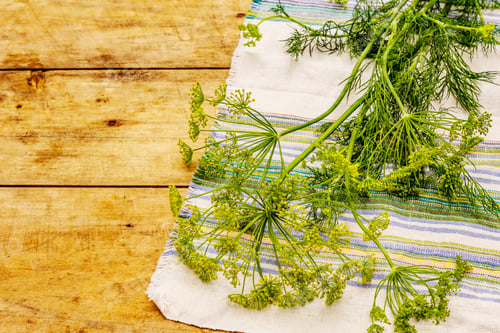 Vista previa: Fresh Young Dill, Inflorescences And Its Greens. Traditional Ingredient For Cooking. Old Wooden