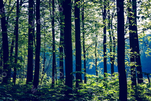 Vista previa: Beautiful Green Forest