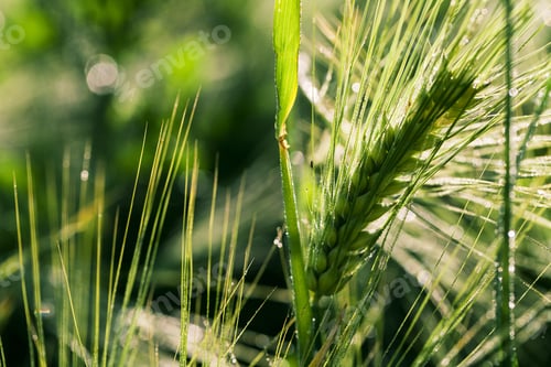 Preview: Yellow Grain Ready For Harvest Growing In A Farm Field