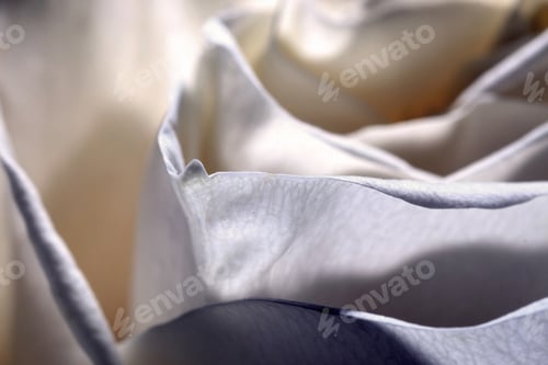 Preview: Pure White Rose Petals Macro