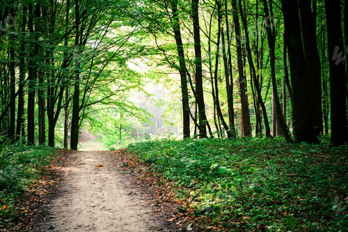 Preview: Beautiful Green Forest