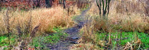 Preview: Dry Autumn Grass, Can Be Used As A Background.