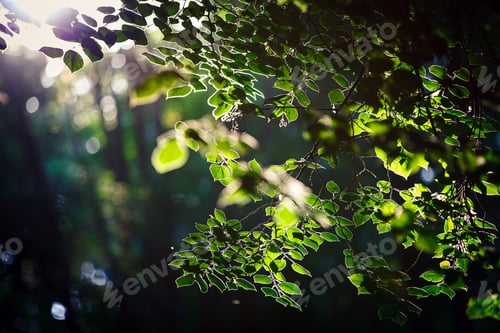 Preview: Autumn Leaves