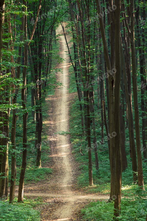 Preview: Beautiful Green Forest